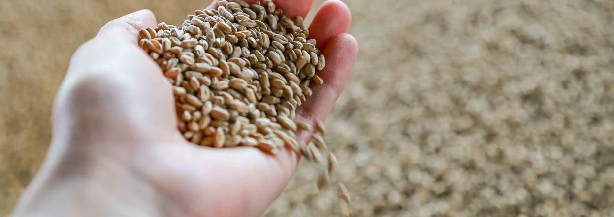 Аграрии Красноярского края продают в интервенционный фонд продовольственную пшеницу
