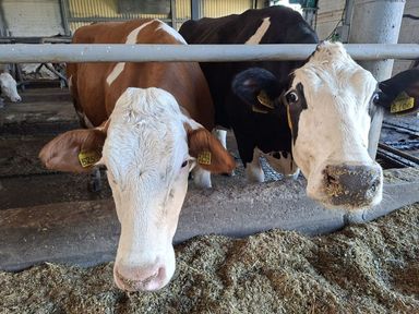 Красноярский край сохраняет лидирующие позиции в СФО по производству молока в сельхозорганизациях