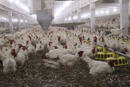 Сельхозпредприятия Красноярского края за пять лет на 54% увеличили производство мяса птицы