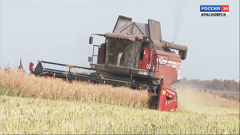 В Красноярском крае подводят предварительные итоги уборочной