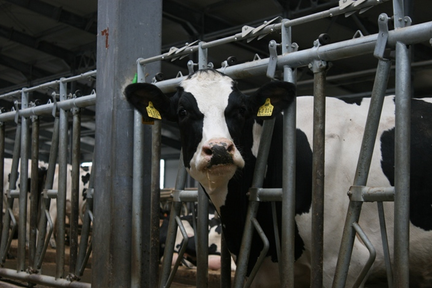 Сельхозпроизводители края построят и обновят помещения для производства молока благодаря господдержке
