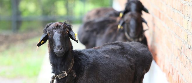 В Красноярском крае 18 начинающих фермеров получат 120 миллионов рублей на развитие