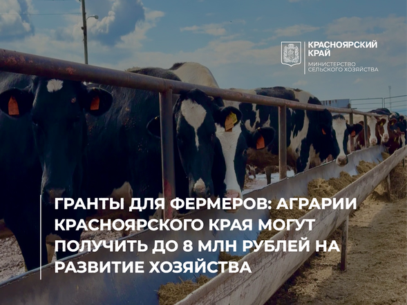 Гранты для фермеров: аграрии Красноярского края могут получить до 8 млн рублей на развитие хозяйства
