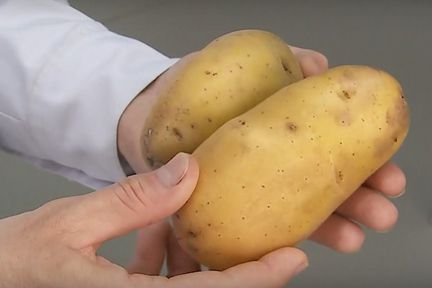 Программа "О хлебе насущном": лучшие сорта картофеля для Сибири