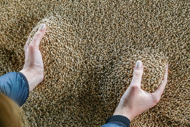 В Минсельхозе края рассказали о подготовке к посевной: хозяйства региона на 100% обеспечены семенами зерновых и зернобобовых культур